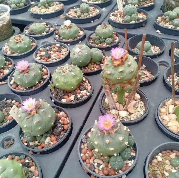 buy peyote cactus