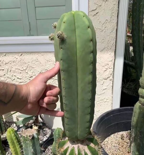 buy peyote cactus