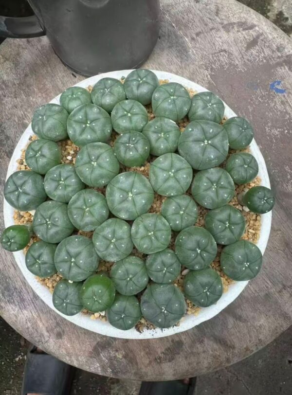 Peyote Cactus