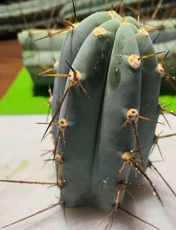 Peyote Cactus