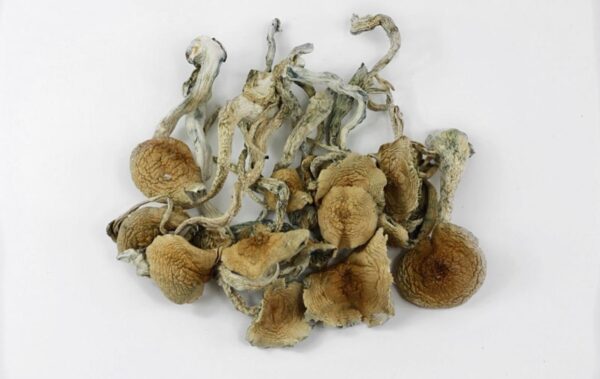 blue meanies mushrooms