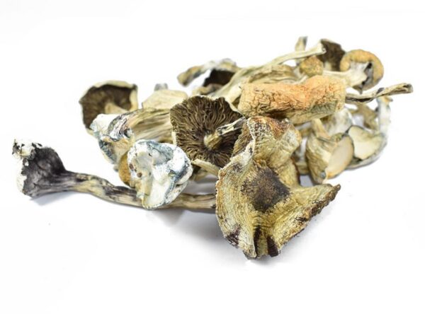 Albino A+ Magic Mushrooms