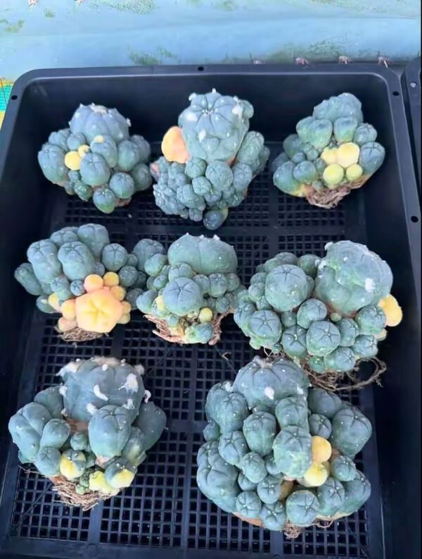 Peyote Cactus