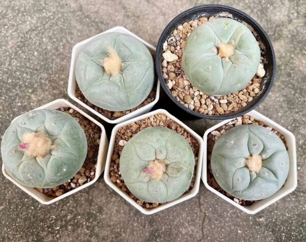 Peyote Cactus