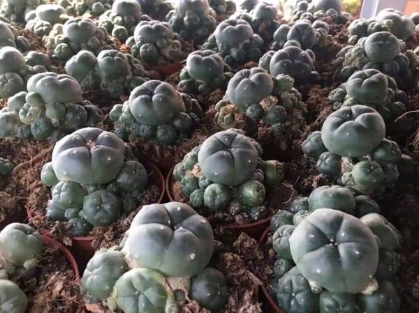 Peyote Cactus
