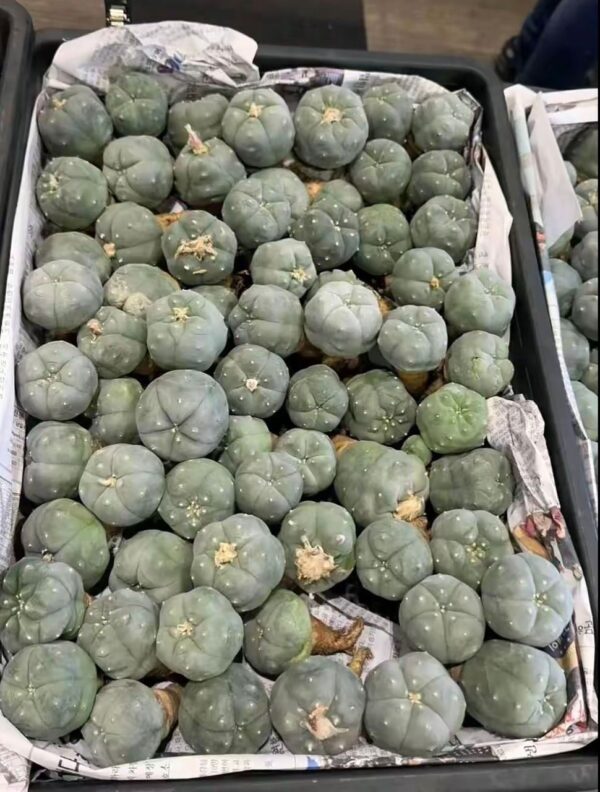 Peyote Cactus