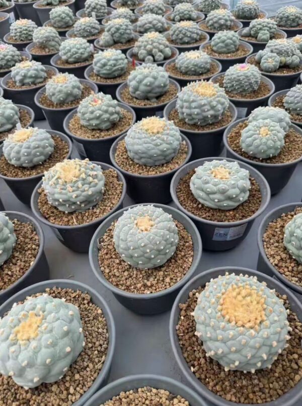 buy peyote cactus
