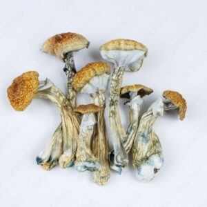 cubensis mushrooms