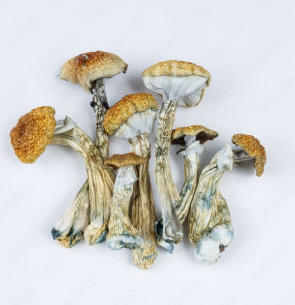 cubensis mushrooms