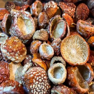 Amanita Mushrooms