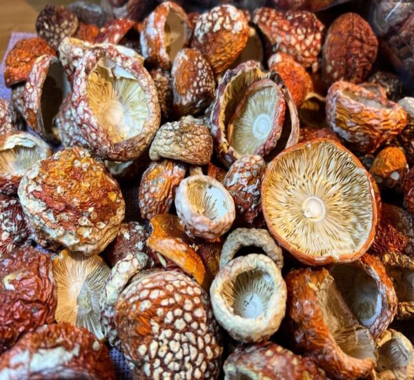 Amanita Mushrooms
