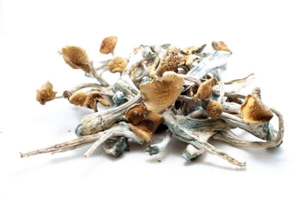 buy golden teacher mushrooms