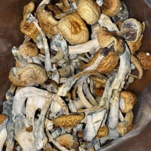 Golden Teacher Mushrooms