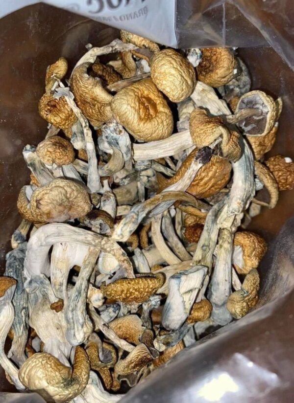 Golden Teacher Mushrooms
