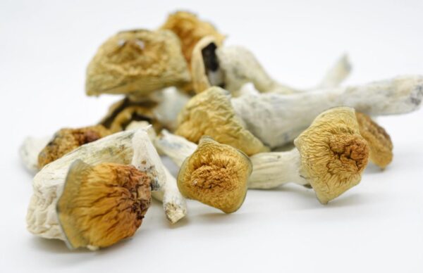 Blue Goba Magic Mushroom