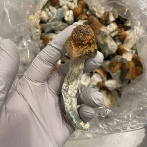 Golden Teacher Mushrooms