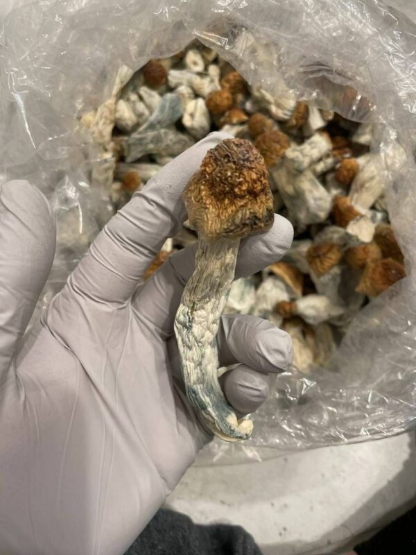 Golden Teacher Mushrooms