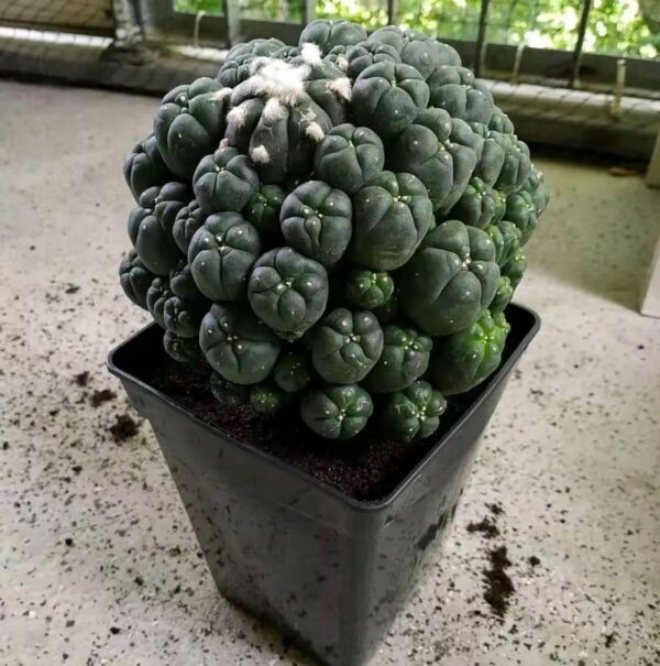 Peyote Cactus