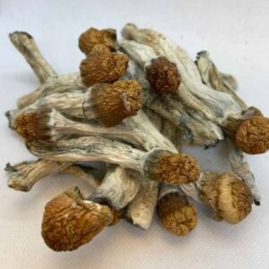 Penis Envy Mushrooms