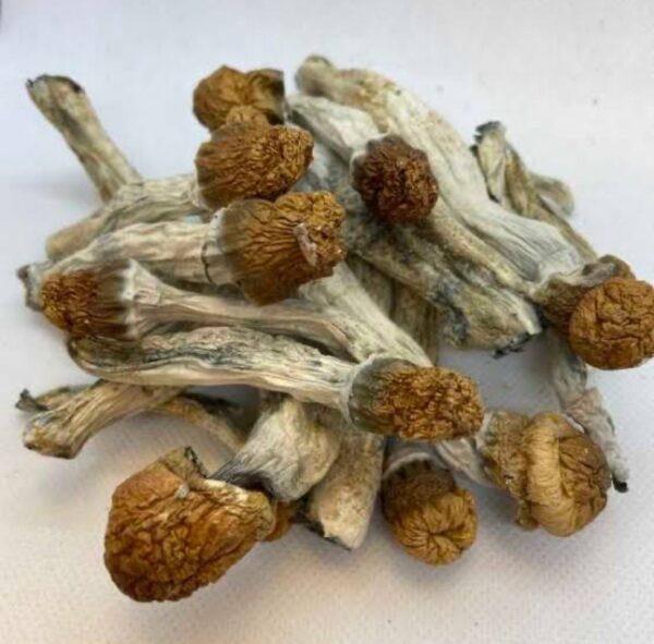 Penis Envy Mushrooms