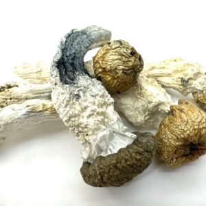 albino penis envy mushroom