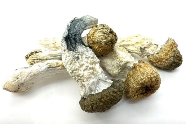 albino penis envy mushroom