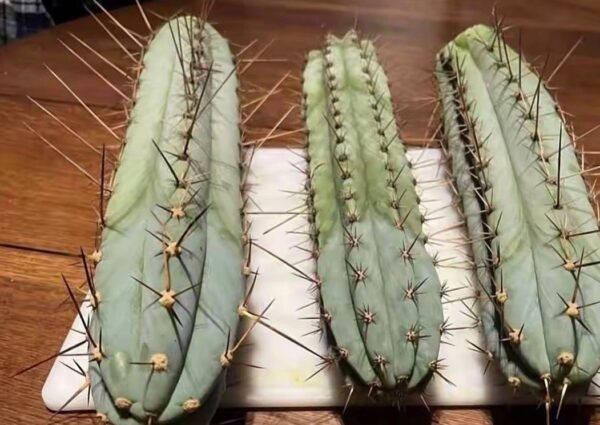 Peyote Cactus