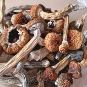 azurescens mushrooms