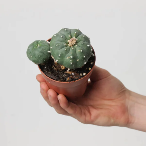 peyote cactus